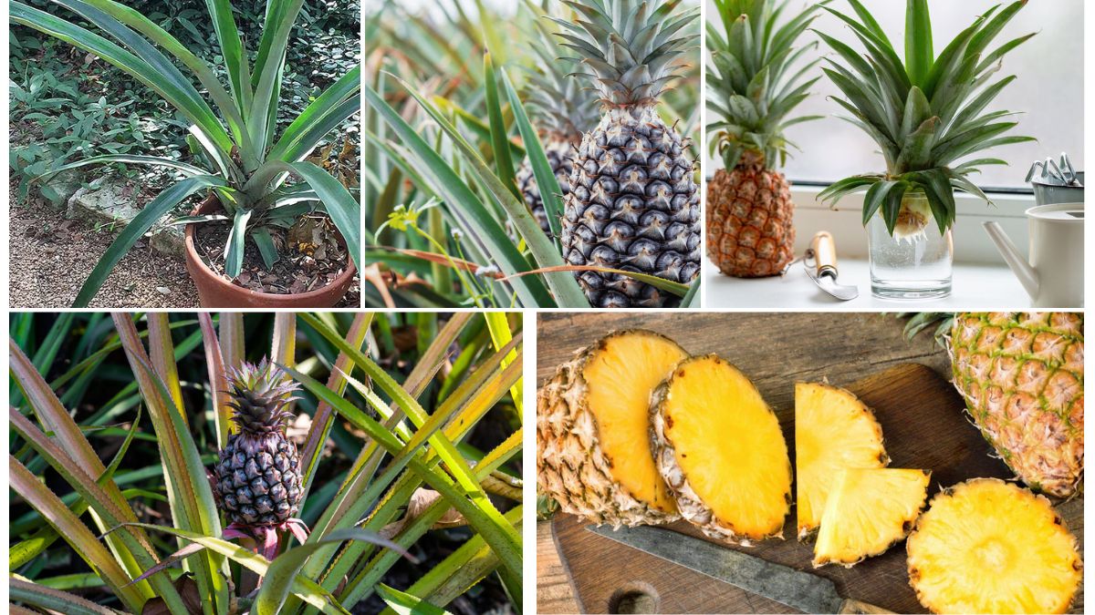Best Fertilizers for Pineapple Plant Success