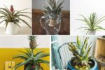 How to Water a Pineapple Plant Correctly