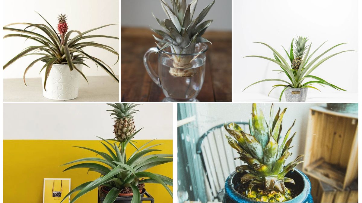 How to Water a Pineapple Plant Correctly