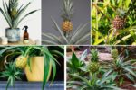 Indoor Pineapple Growing Tips for Beginners