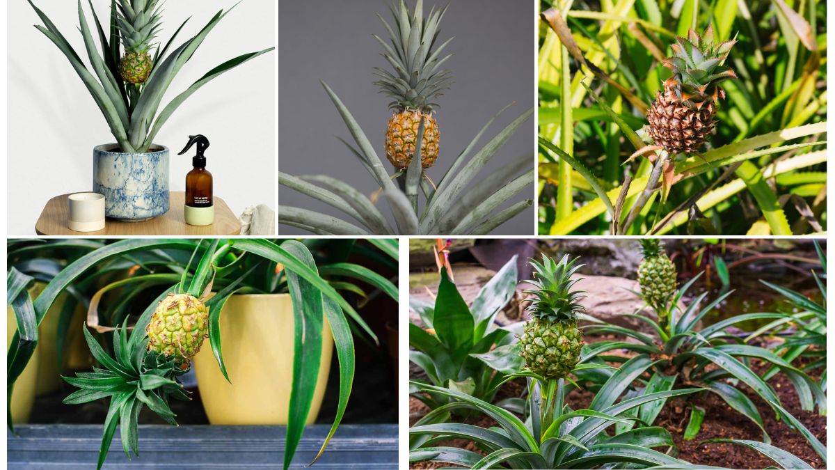 Indoor Pineapple Growing Tips for Beginners