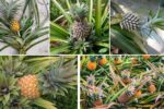 Can Pineapples Grow in Cold Climates?