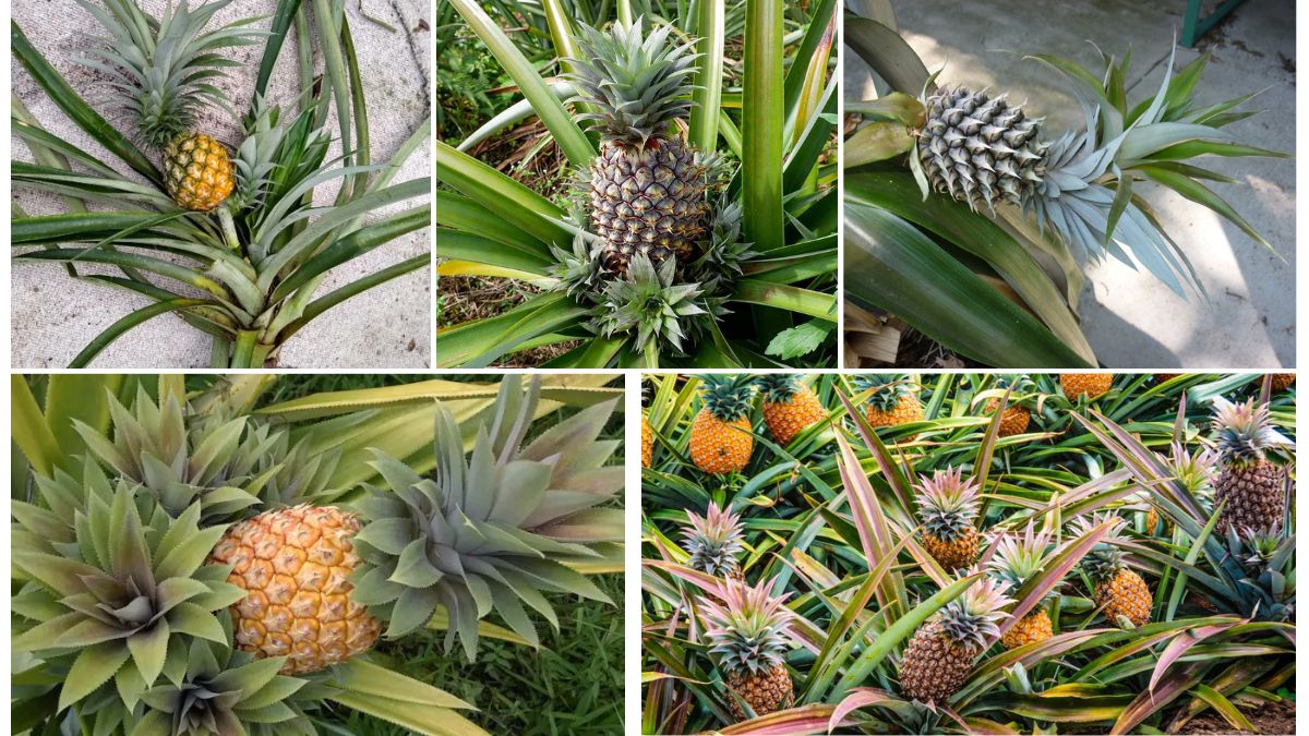 Can Pineapples Grow in Cold Climates?
