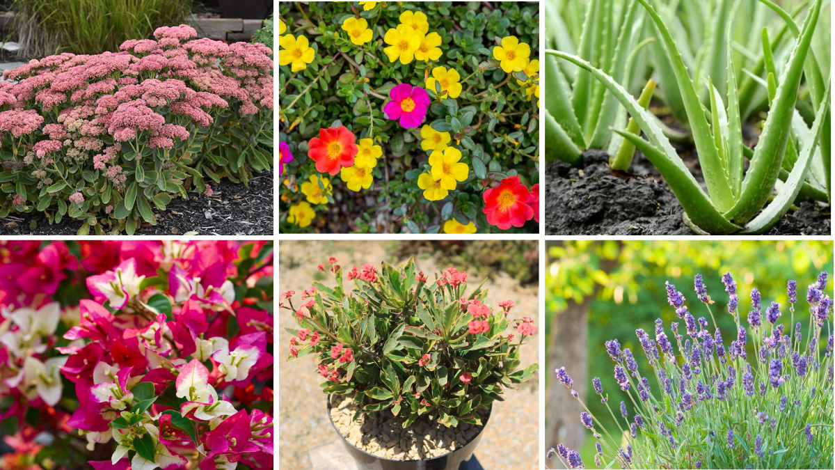 6 Unique Low-Water Balcony Plants