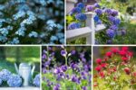 Flowering Plants That Love Spring Rain