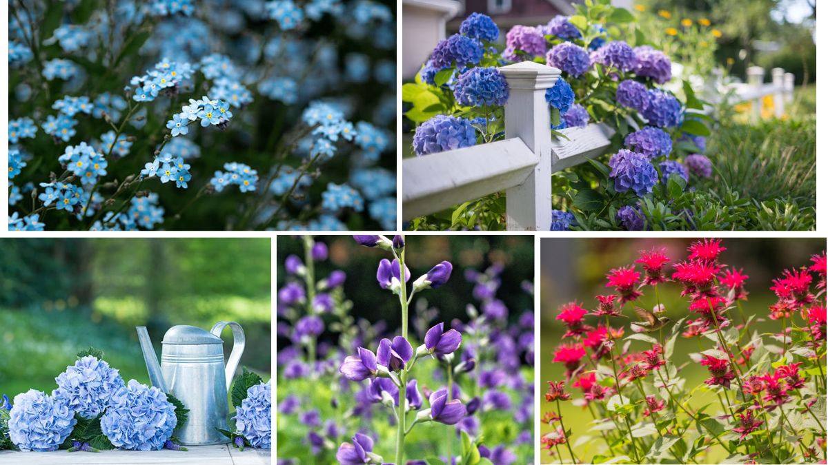 Flowering Plants That Love Spring Rain