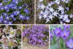 Early Spring Bloomers You Can Plant Now