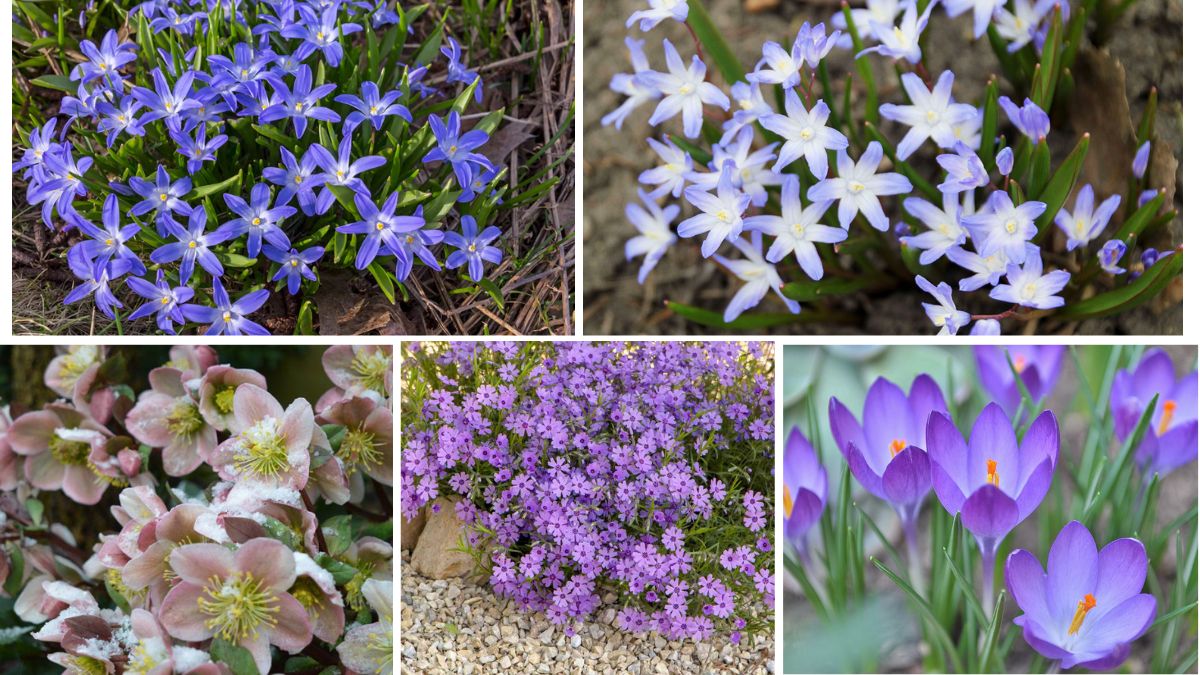 Early Spring Bloomers You Can Plant Now