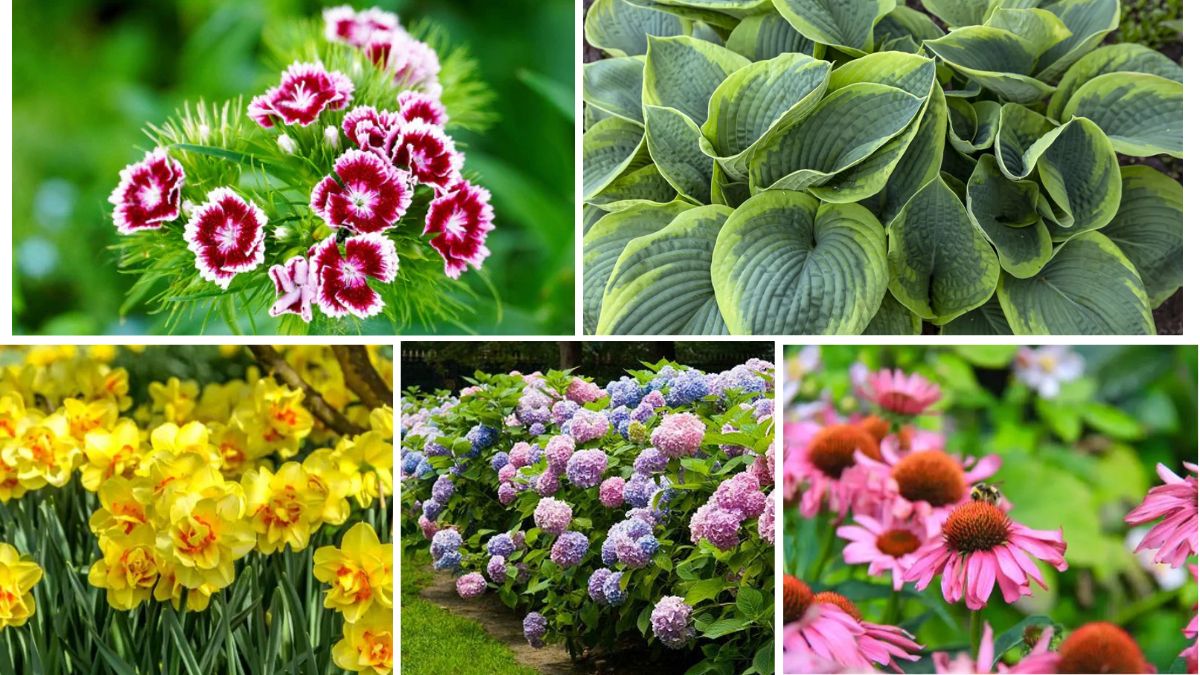Hardy Plants That Survive Indian Winters