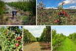 Remote Sensing in Orchard Management