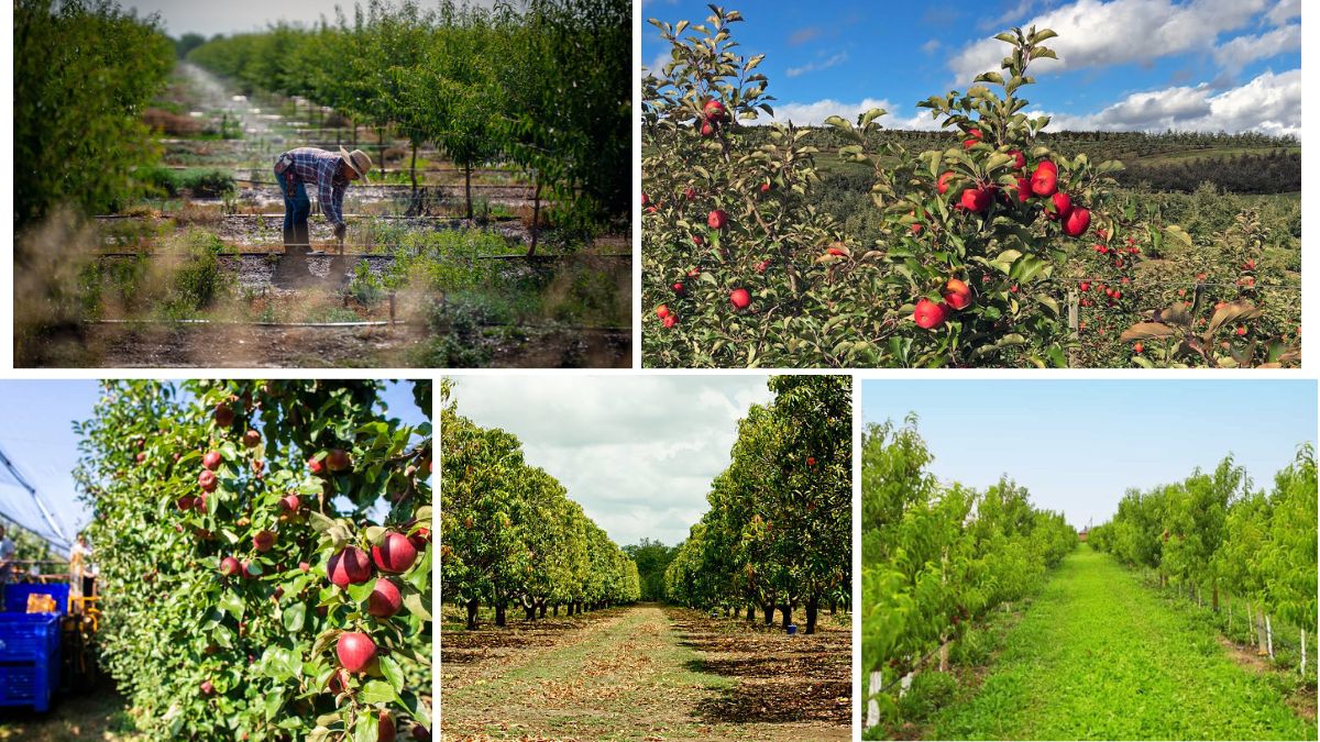 Remote Sensing in Orchard Management