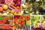 Fruit Pricing Trends by Region