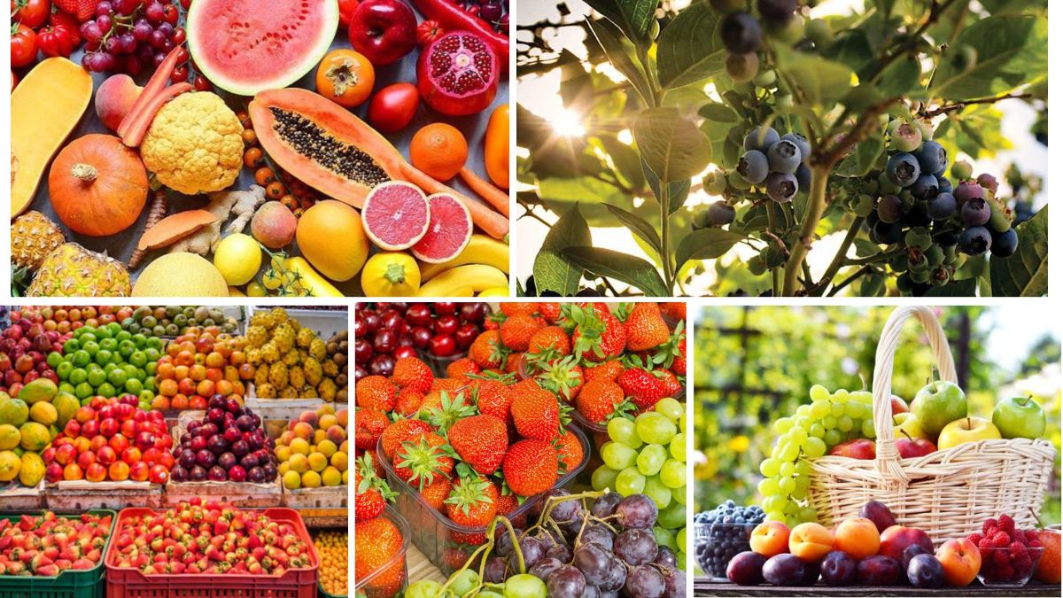 Fruit Pricing Trends by Region