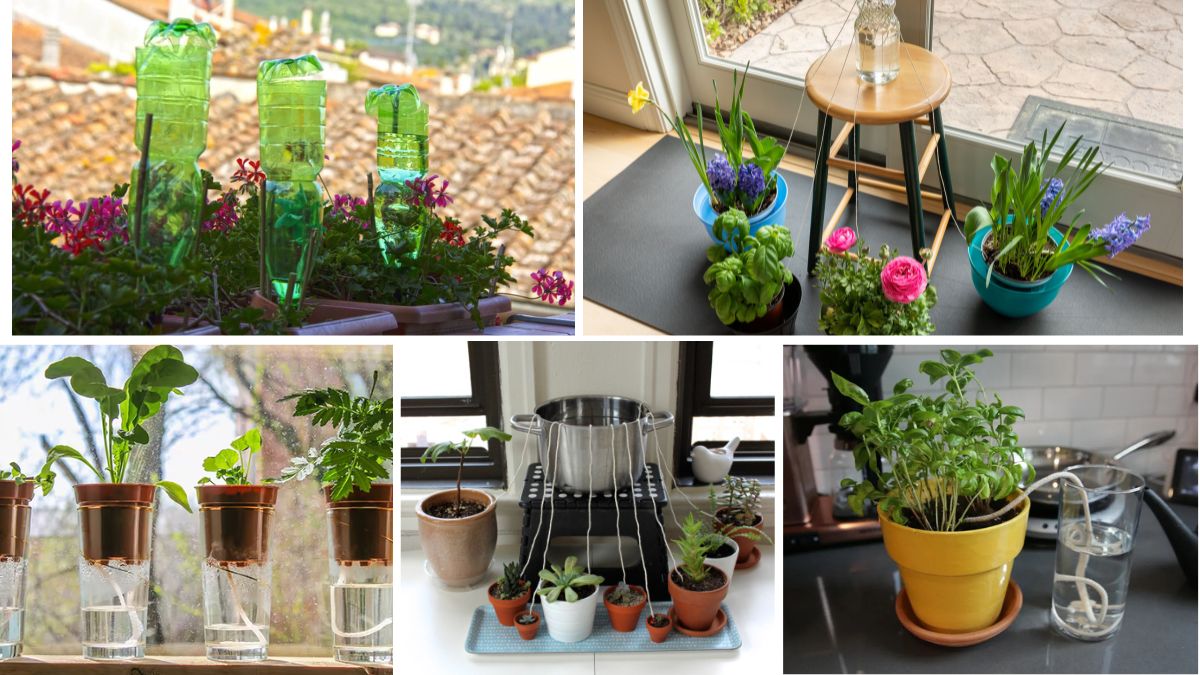Simple Hacks for Watering While on Vacation