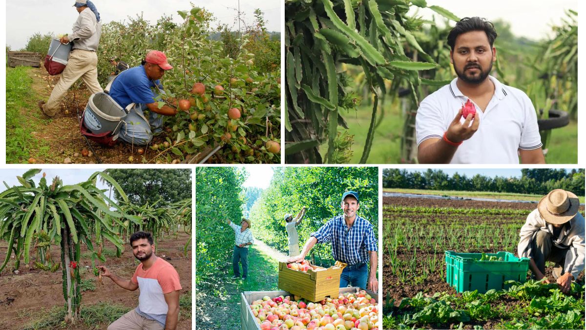 Fruit Farming as a Career: Is It Viable?
