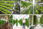 The Future of Urban Vertical Farming