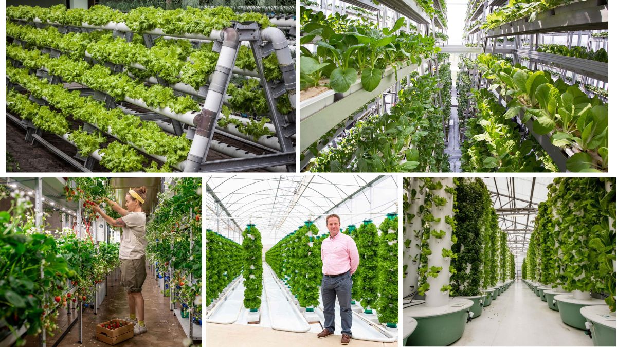The Future of Urban Vertical Farming