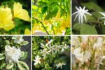 6 Fragrant Flowering Plants for Magical Evenings