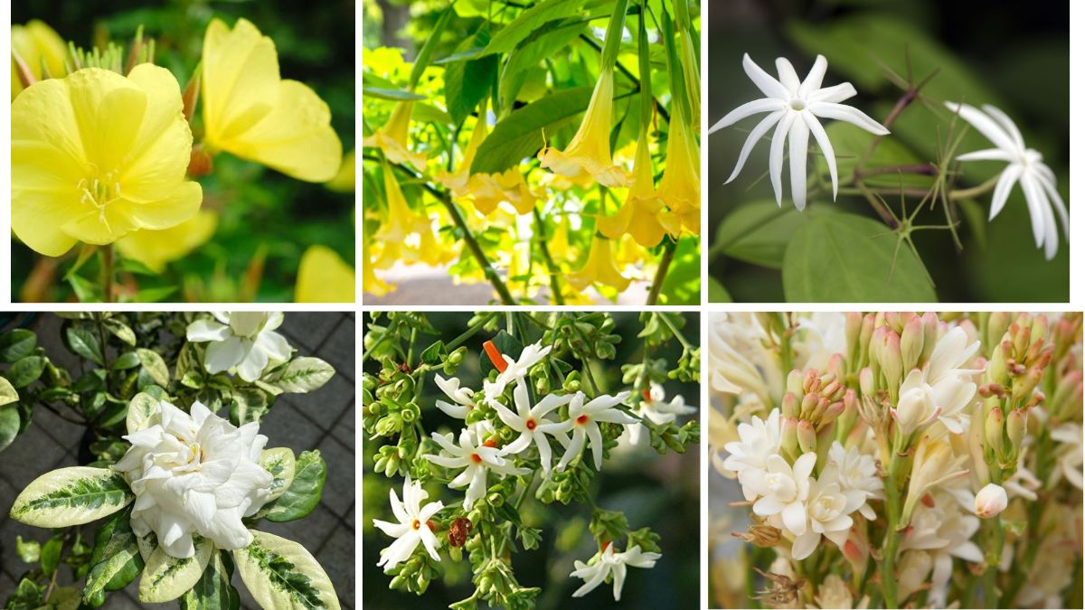 6 Fragrant Flowering Plants for Magical Evenings