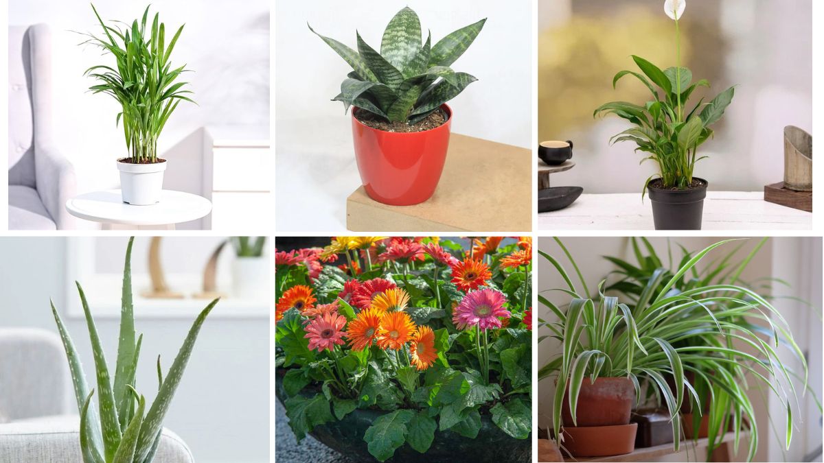 6 Houseplants That Boost Oxygen Levels Indoors