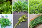 6 Shade-Loving Edible Herbs for Kitchen Gardens