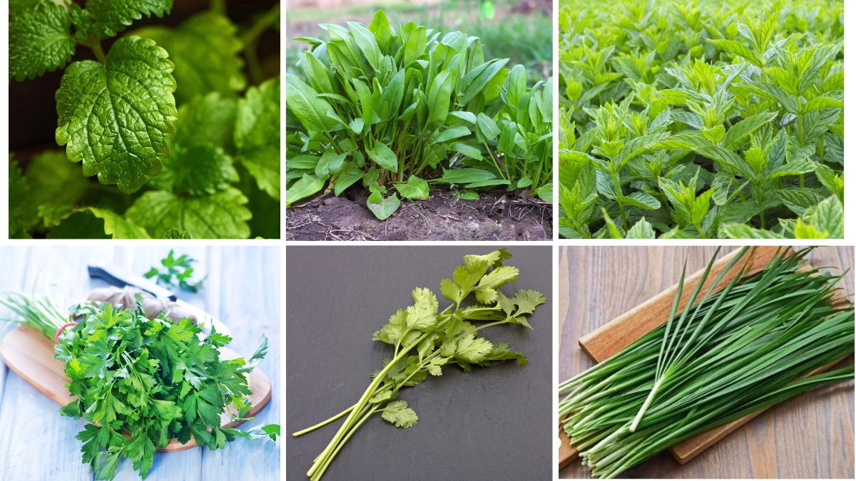 6 Shade-Loving Edible Herbs for Kitchen Gardens