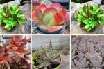 6 Colorful Succulents for Desert-Inspired Gardens