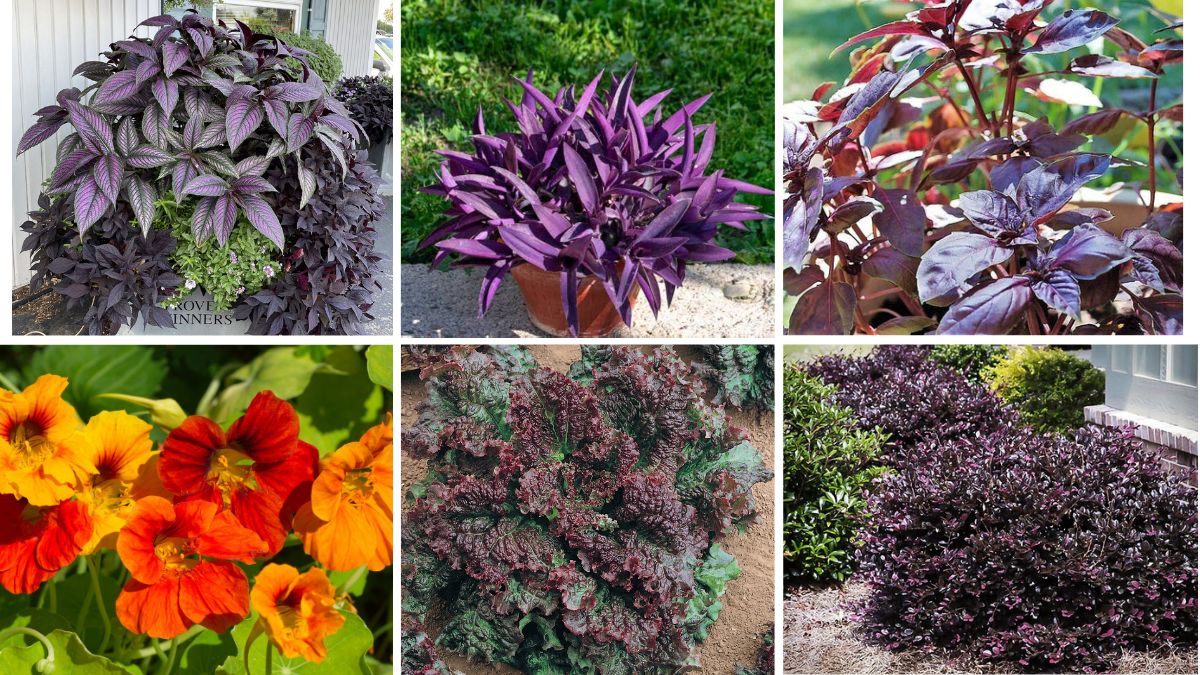 7 Beautiful Purple Foliage Plants for Bold Gardens