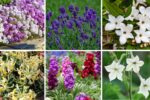 7 Gorgeous Fragrant Summer Garden Flowers