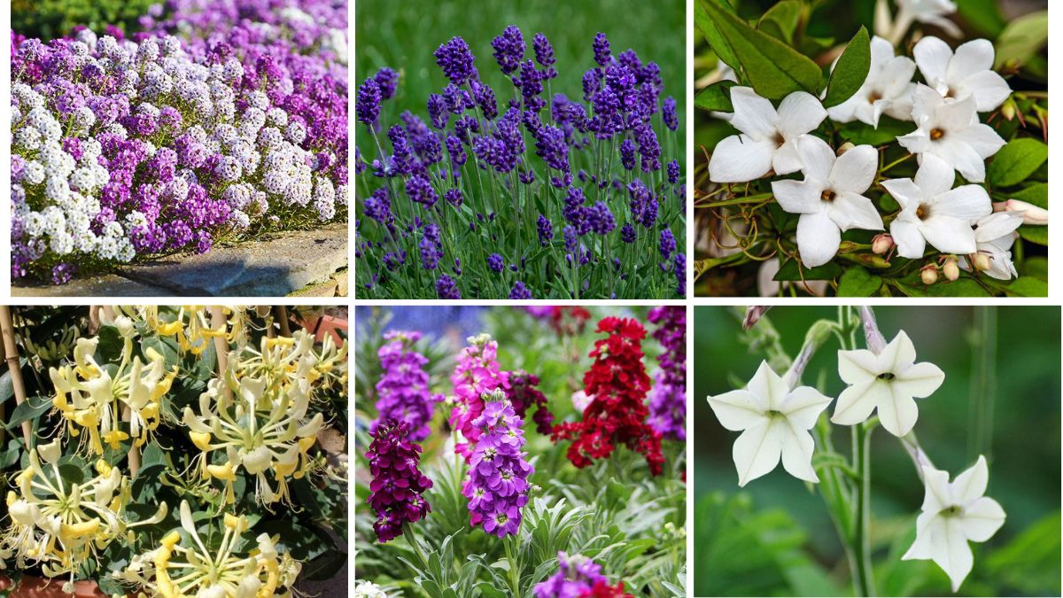 7 Gorgeous Fragrant Summer Garden Flowers
