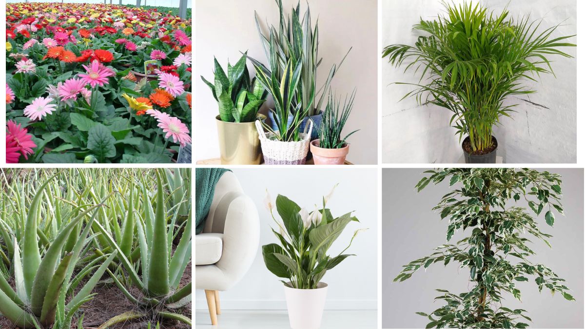 6 High-Oxygen Plants to Freshen Your Home