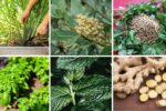 7 Edible Spice Plants to Grow Indoors Year-Round
