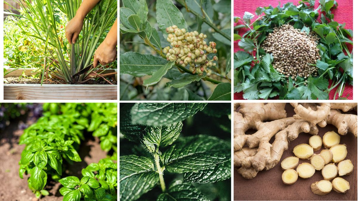 7 Edible Spice Plants to Grow Indoors Year-Round