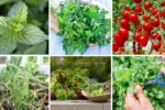 8 Best Plants for a Beginner-Friendly Kitchen Garden