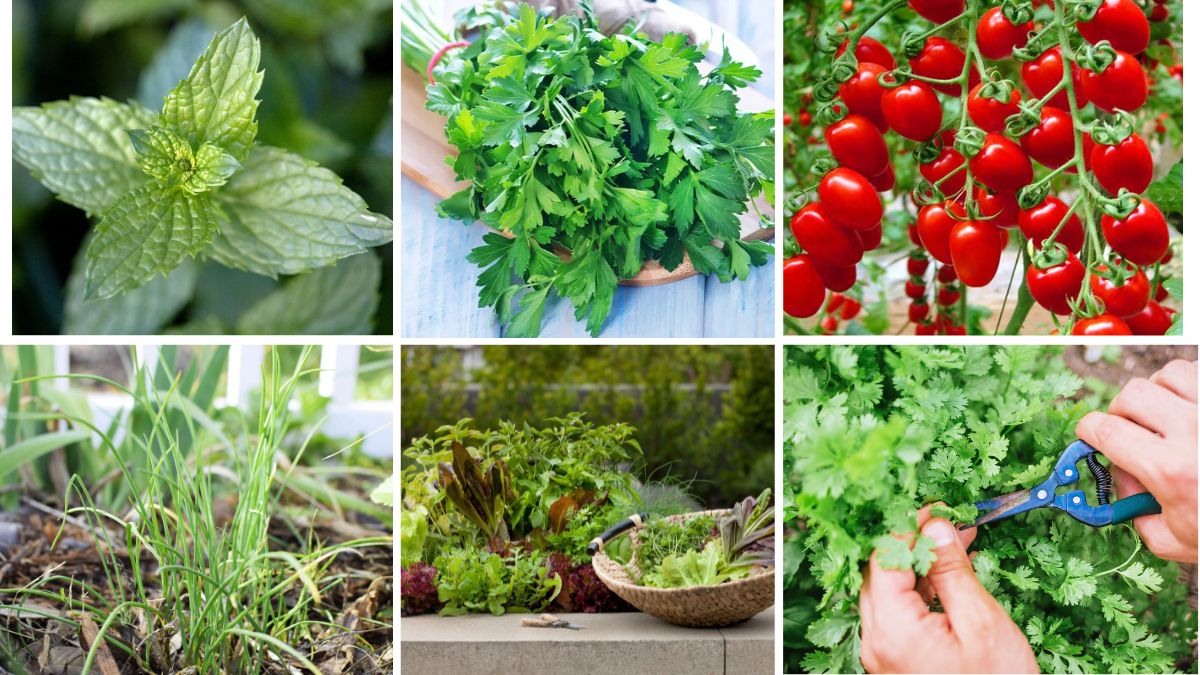 8 Best Plants for a Beginner-Friendly Kitchen Garden