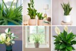 6 Easy Houseplants Even Black Thumbs Can Grow