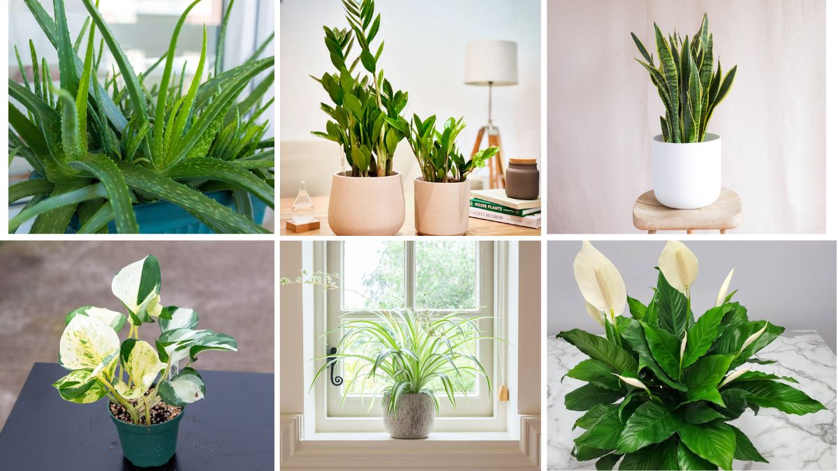 6 Easy Houseplants Even Black Thumbs Can Grow