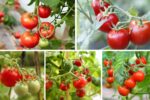 Which Country Is the Largest Tomato Producer in the World?