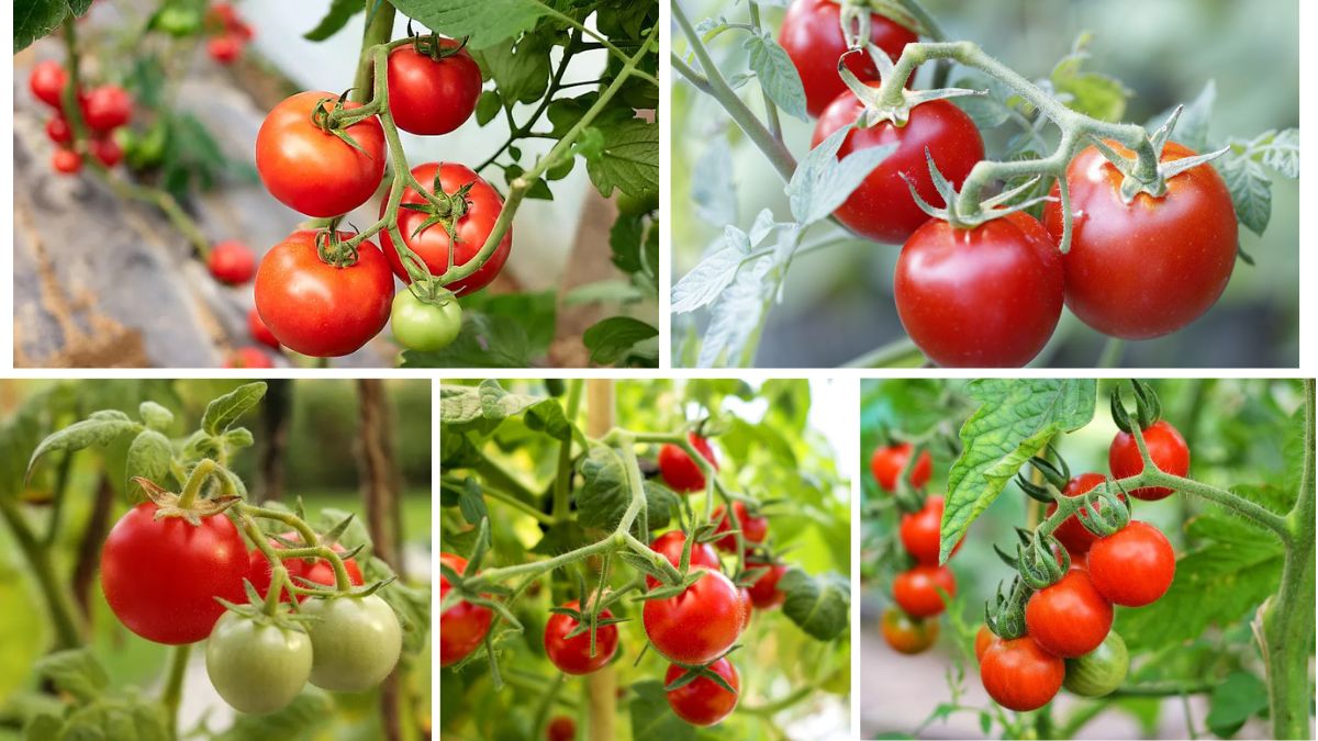 Which Country Is the Largest Tomato Producer in the World?