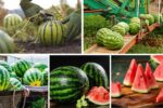 Which Country Is the Largest Watermelon Producer Globally?