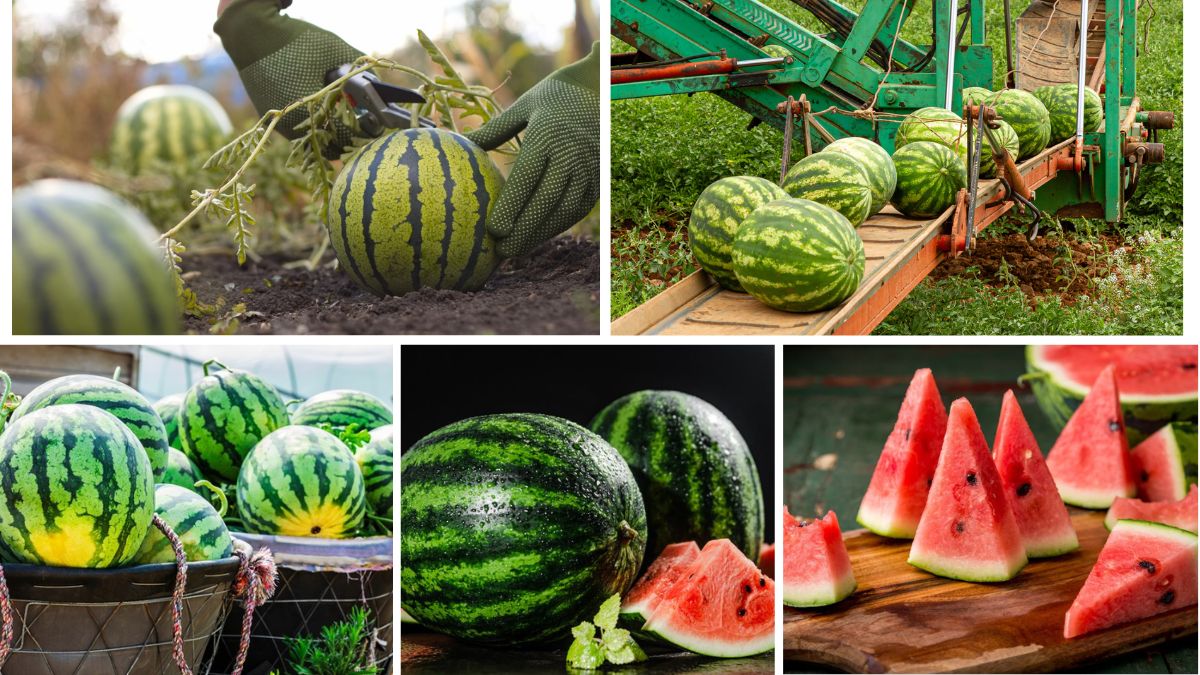 Which Country Is the Largest Watermelon Producer Globally?