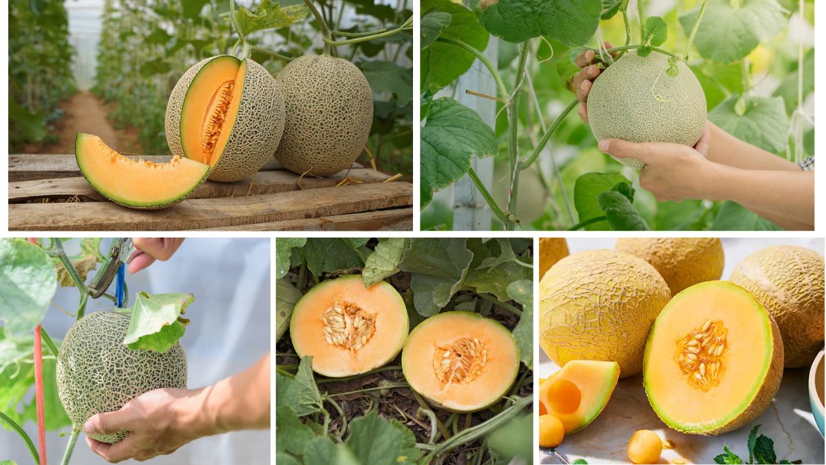 Which Country Produces the Most Cantaloupes?