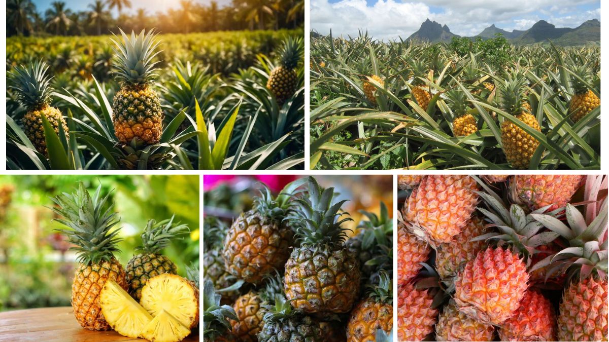 Which Country Is Leading in Pineapple Farming?