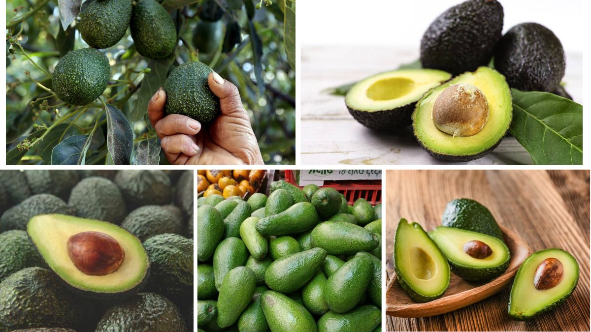 Which Country Is the Largest Avocado Supplier?