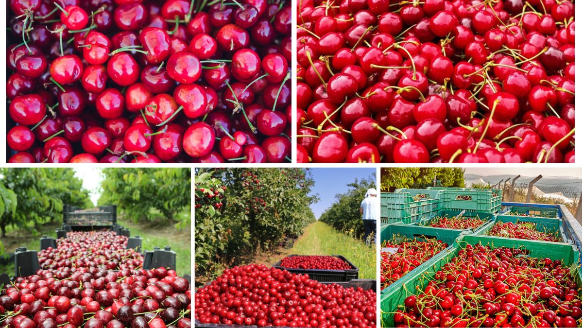 Which Country Is the Largest Cherry Producer?