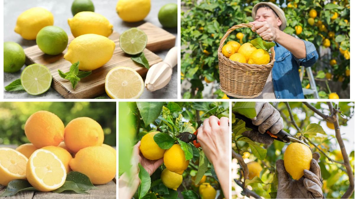 Which Country Tops in Lemon Farming?