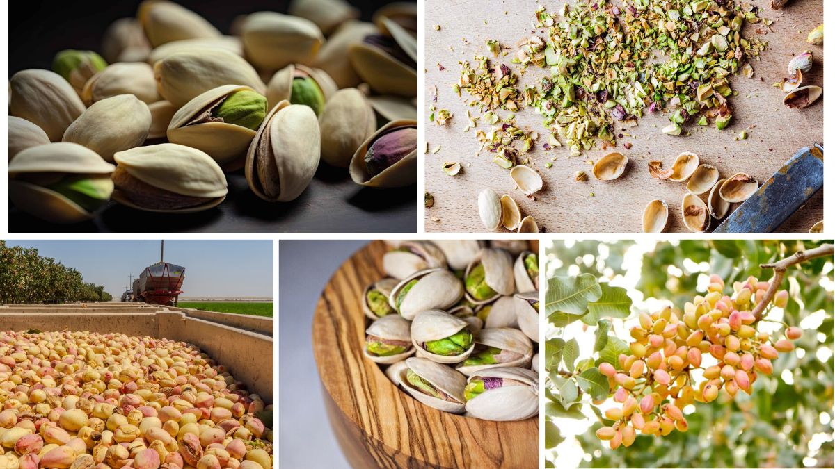 Which Country Is the Largest Pistachio Grower?