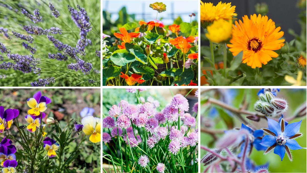 6 Best Edible Flowers for Urban Gardens