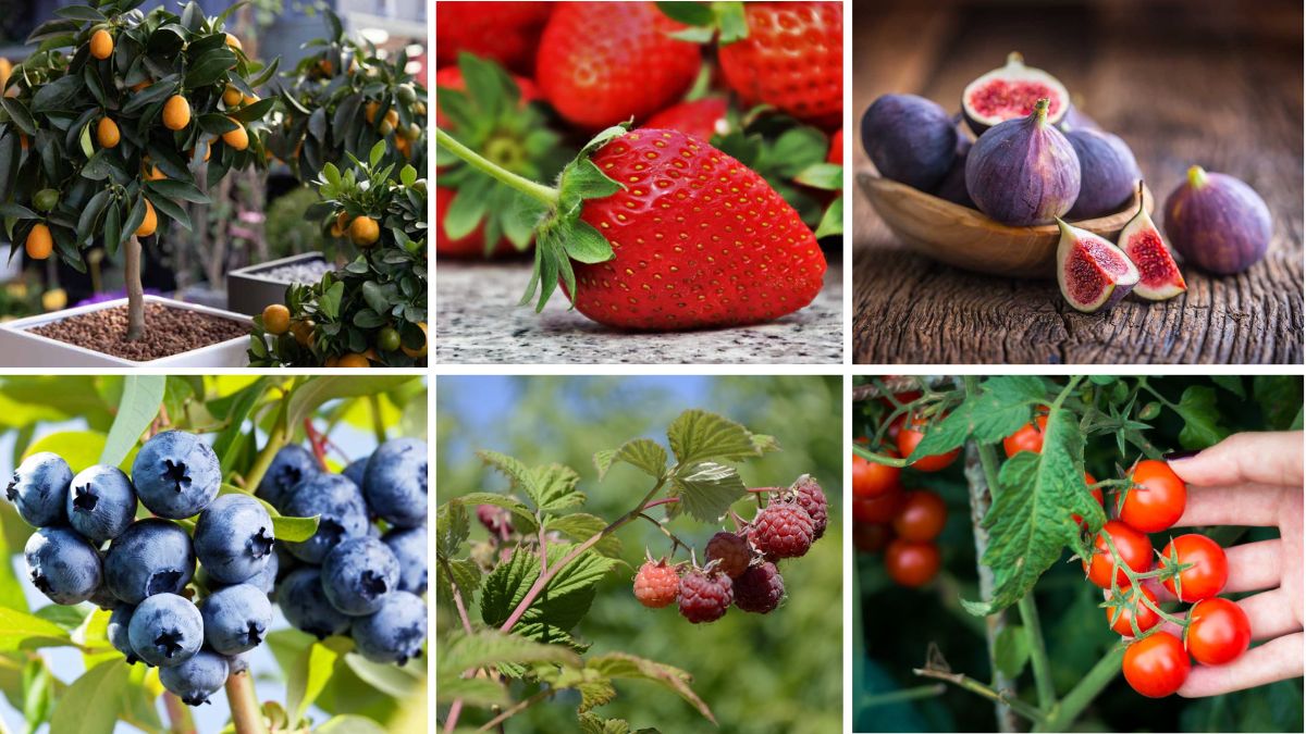 6 Fruits You Can Grow in Containers