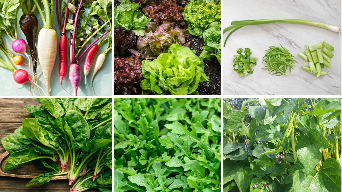 6 Fastest Growing Indoor Vegetables